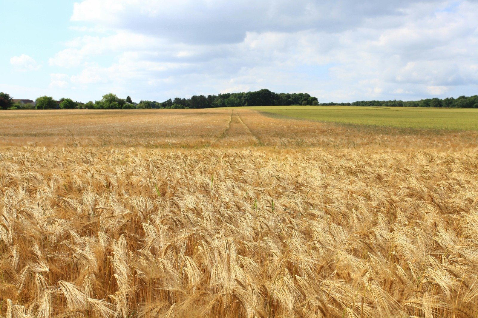 We supply various grains such as wheat, barley, corn, <br>and oats sourced from diverse regions.